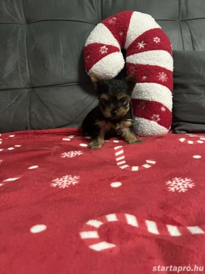 Yorki kis babák  - kép 3