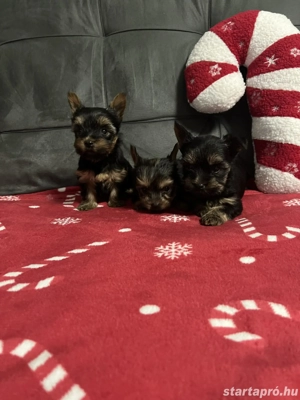 Yorki kis babák  - kép 2