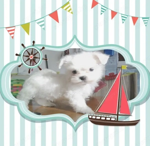 Fehér mini Bichon Havanese - kép 3