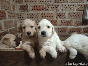 Golden retriever kiskutyák 
