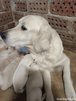 Golden retriever kiskutyák  - kép 4