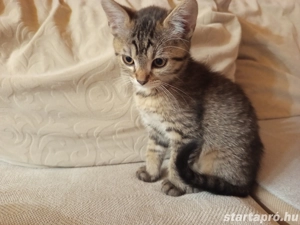 Perzsa anyától barna kandúr kiscica - kép 2