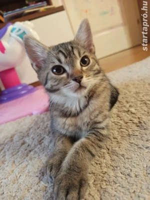 Perzsa anyától barna kandúr kiscica - kép 4