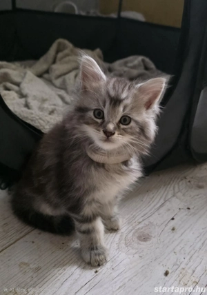 Maine coon kiscicák