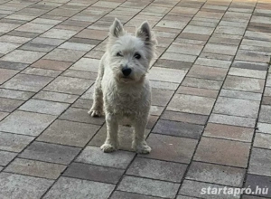 Westie szuka - kép 2