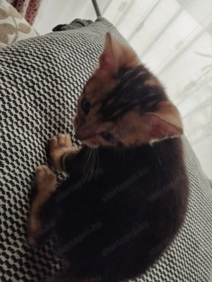 Abesszin beng li kiscic k - kép 6