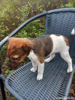 eladó fajtatiszta kis foxi szuka - kép 2