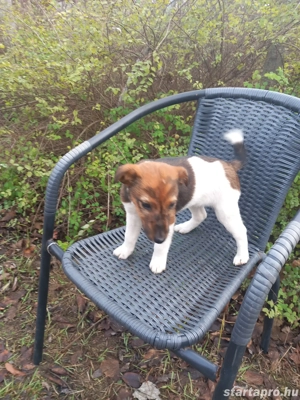 eladó fajtatiszta kis foxi szuka - kép 4
