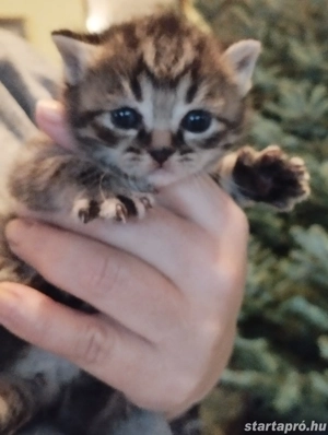 Brit babacic k - kép 3