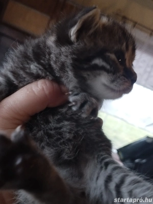 Brit babacic k - kép 2