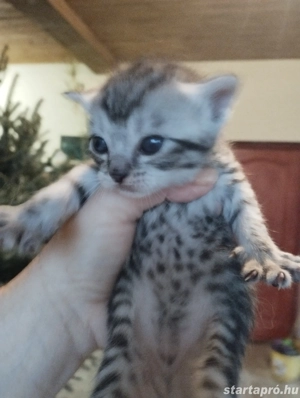 Brit babacic k - kép 4