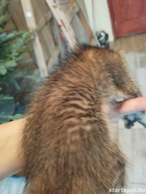 Beng li abesszin cicusok - kép 3