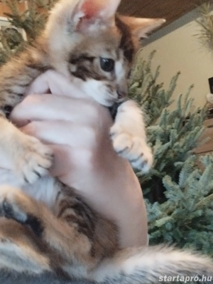 Beng li abesszin cicusok - kép 3