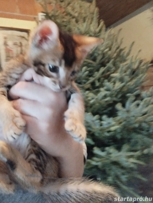 Abesszin beng li kiscic k - kép 3