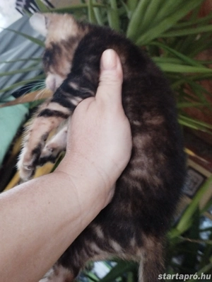Abesszin beng li kiscic k - kép 5