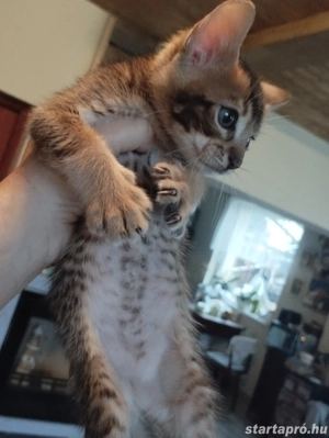 Abesszin beng li kiscic k - kép 4