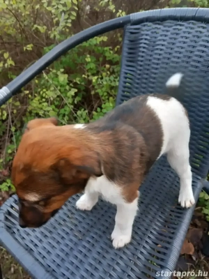 eladó fajtatiszta kis foxi szuka - kép 3
