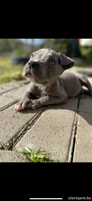 Amerikai Stafford - kép 4