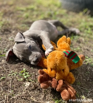 Amerikai Stafford - kép 2