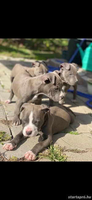 Amerikai Stafford - kép 5