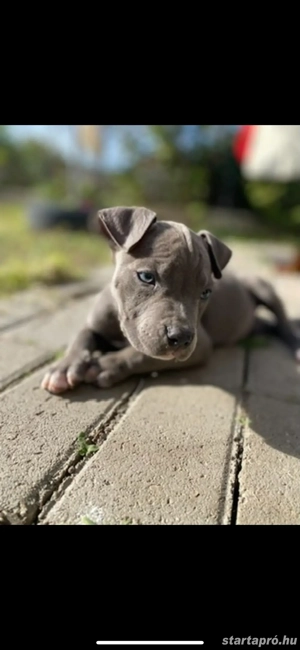 Amerikai Stafford - kép 3