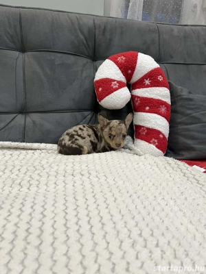 Csivava kis kutyák - kép 2