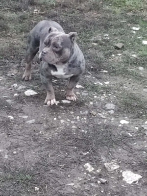 American bully fajtatiszta jellegű  - kép 2