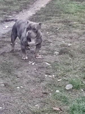 American bully fajtatiszta jellegű  - kép 3