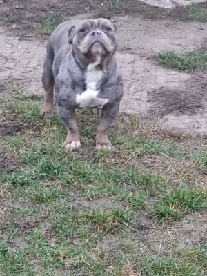 American bully fajtatiszta jellegű  - kép 4