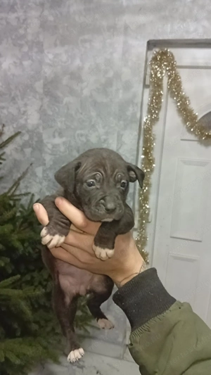 Pitbull Terrier kölykök 