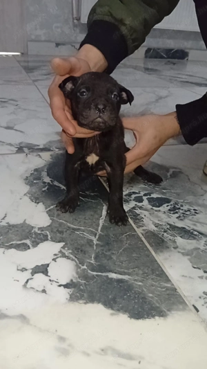 Pitbull Terrier kölykök  - kép 2