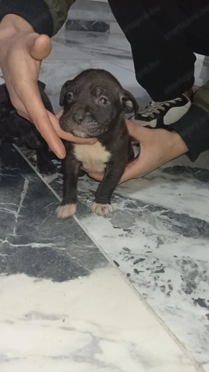 Pitbull Terrier kölykök  - kép 3