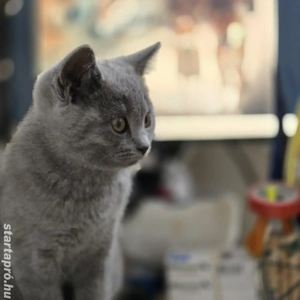 Brit rövidszőrű kék cica eladó - kép 2