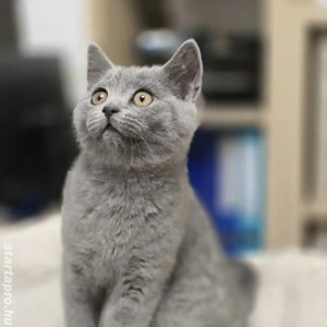 Brit rövidszőrű kék cica eladó - kép 4