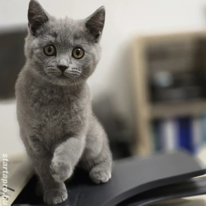 Brit rövidszőrű kék cica eladó - kép 3