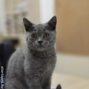 Brit rövidszőrű kék cica eladó - kép 7