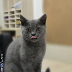 Brit rövidszőrű kék cica eladó - kép 6