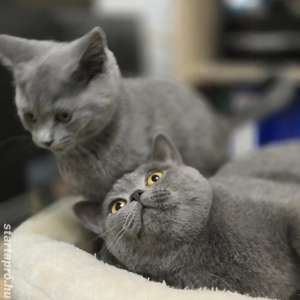 Brit rövidszőrű kék cica eladó - kép 5