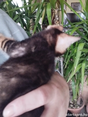 Beng li abesszin cicusok - kép 2