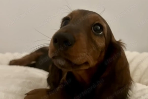 Hosszúszőrű tacskó l