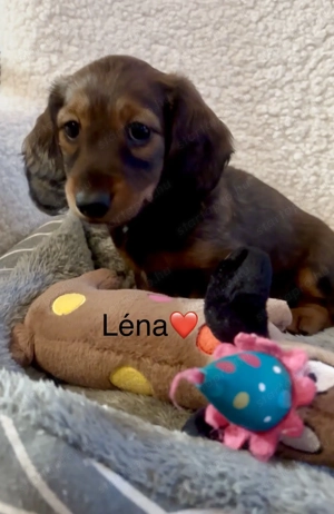 Hosszúszőrű tacskó l - kép 2