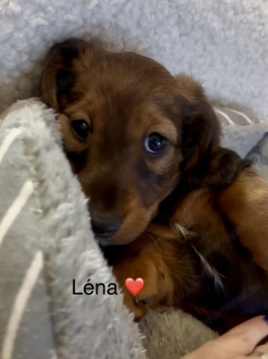 Hosszúszőrű tacskó l - kép 3