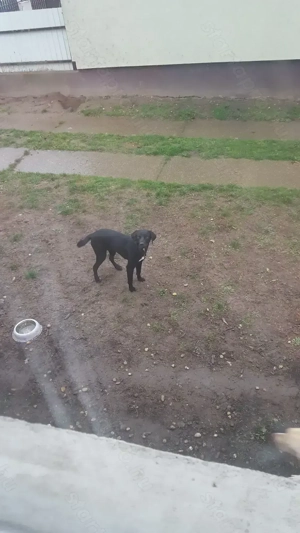 1 éves Labrador kutya gazdit keres 