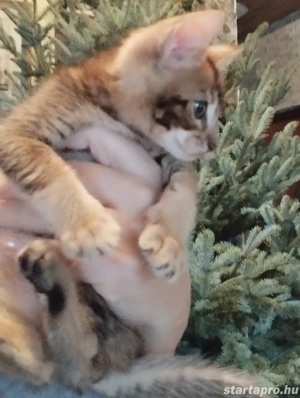 Beng li abesszin cicusok