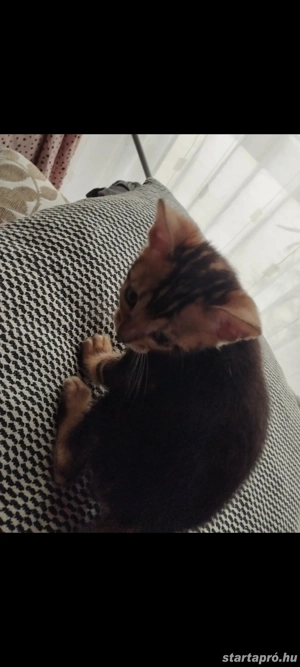 Beng li abesszin cicusok - kép 5