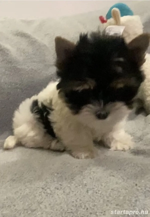 Biewer yorkie - kép 2