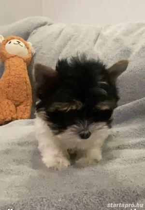 Biewer yorkie - kép 3