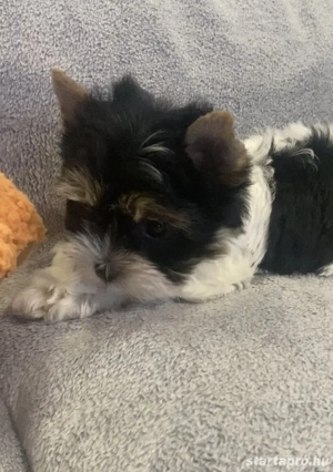 Biewer yorkie - kép 4