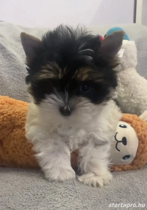 Biewer yorkie - kép 5
