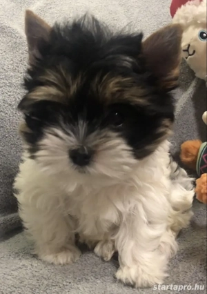 Biewer yorkie eladó  - kép 3